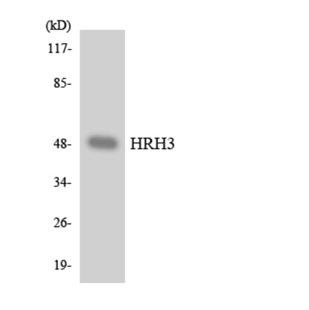 Western Blot - Anti-HRH3 Antibody (R12-2893) - Antibodies.com