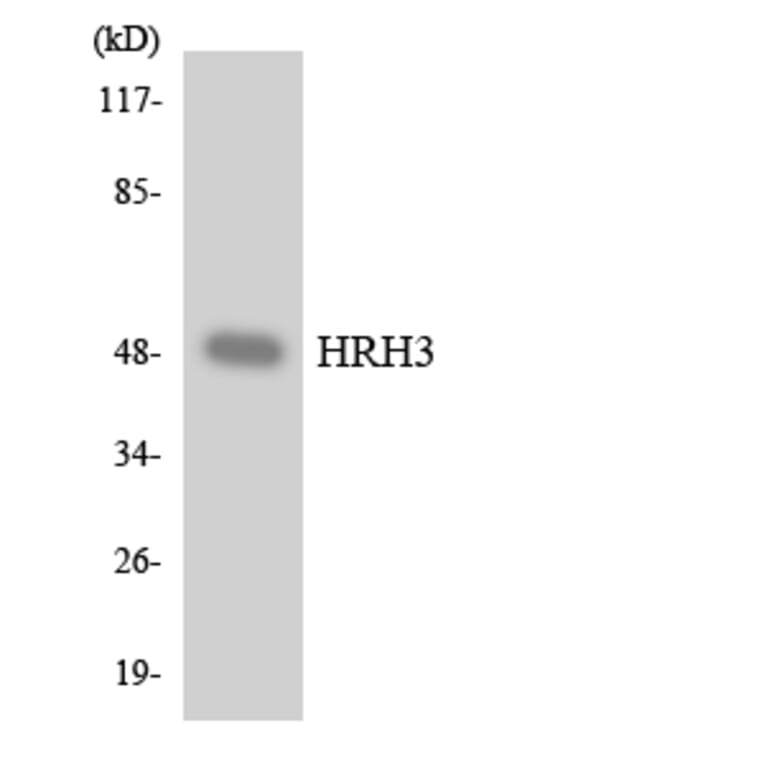 Western Blot - Anti-HRH3 Antibody (R12-2893) - Antibodies.com