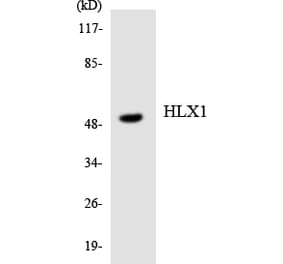 Western Blot - Anti-HLX1 Antibody (R12-2883) - Antibodies.com