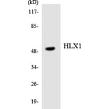 Western Blot - Anti-HLX1 Antibody (R12-2883) - Antibodies.com