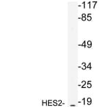 Western Blot - Anti-HES2 Antibody (R12-2178) - Antibodies.com