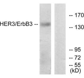 Western Blot - Anti-HER3 Antibody (B0946) - Antibodies.com