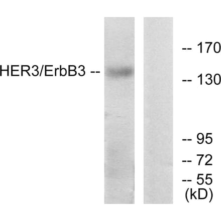 Western Blot - Anti-HER3 Antibody (B0946) - Antibodies.com