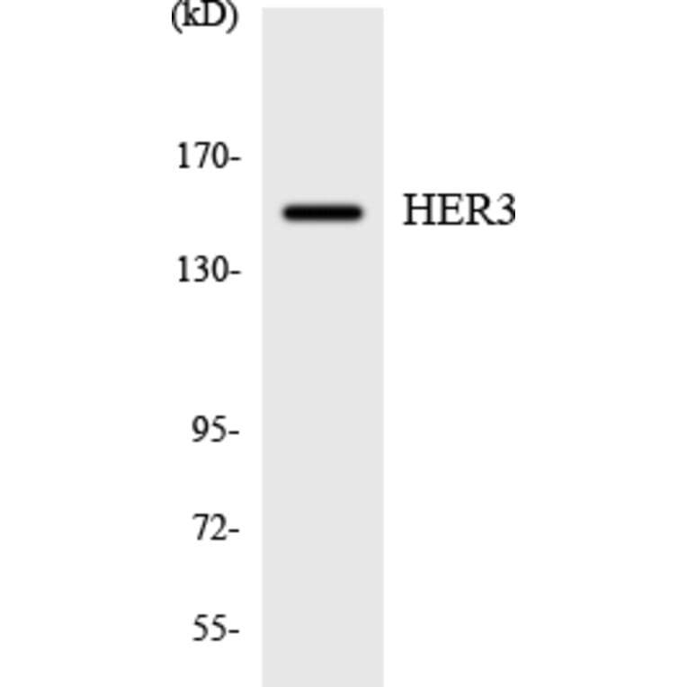 Western Blot - Anti-HER3 Antibody (R12-2873) - Antibodies.com