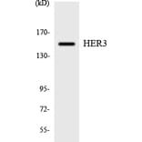 Western Blot - Anti-HER3 Antibody (R12-2873) - Antibodies.com