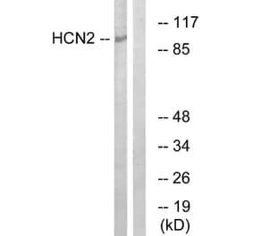 Western Blot - Anti-HCN2 Antibody (C17831) - Antibodies.com