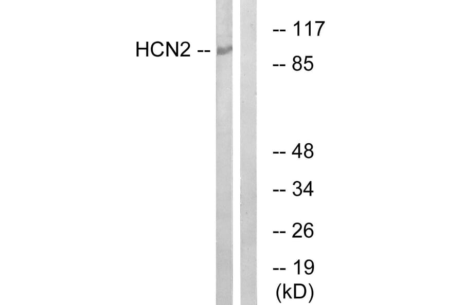 Western Blot - Anti-HCN2 Antibody (C17831) - Antibodies.com