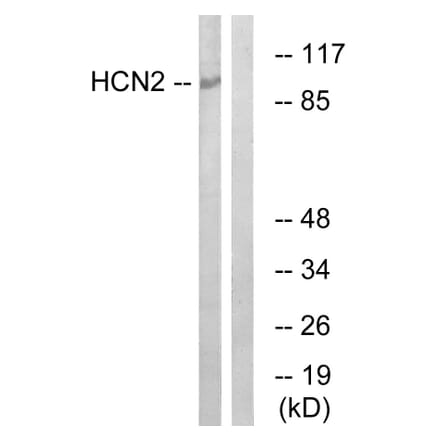 Western Blot - Anti-HCN2 Antibody (C17831) - Antibodies.com