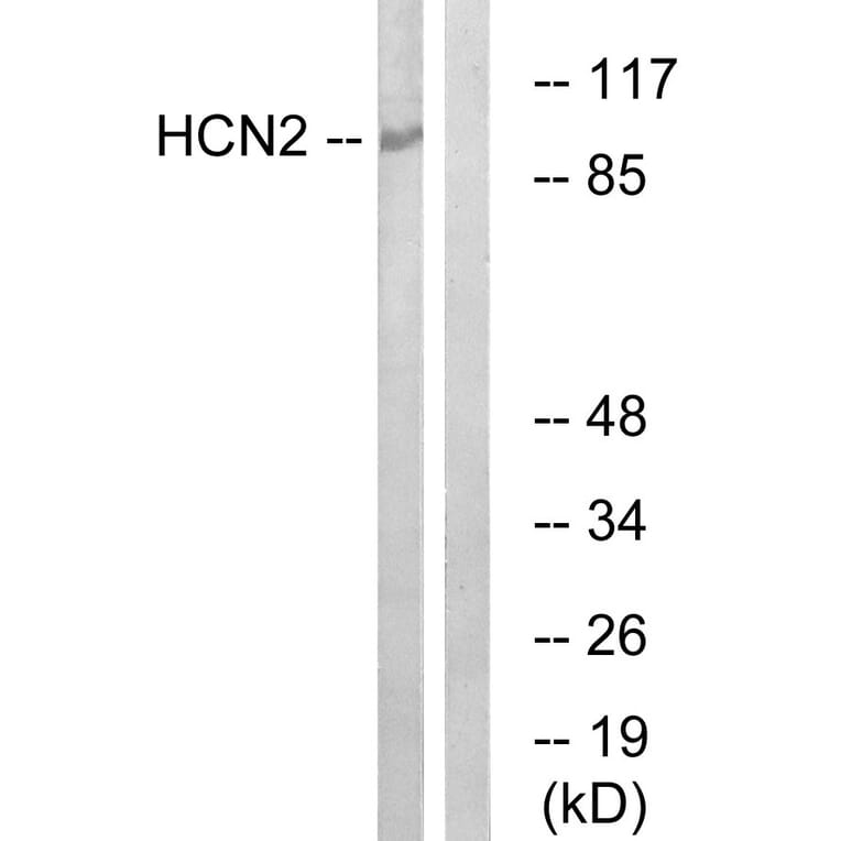 Western Blot - Anti-HCN2 Antibody (C17831) - Antibodies.com