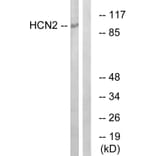 Western Blot - Anti-HCN2 Antibody (C17831) - Antibodies.com