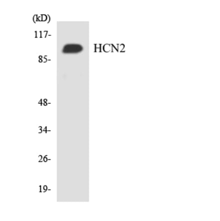 Western Blot - Anti-HCN2 Antibody (R12-2867) - Antibodies.com