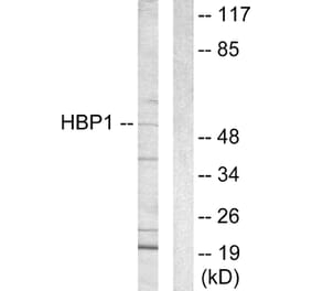 Western Blot - Anti-HBP1 Antibody (C10135) - Antibodies.com