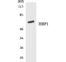 Western Blot - Anti-HBP1 Antibody (R12-2866) - Antibodies.com