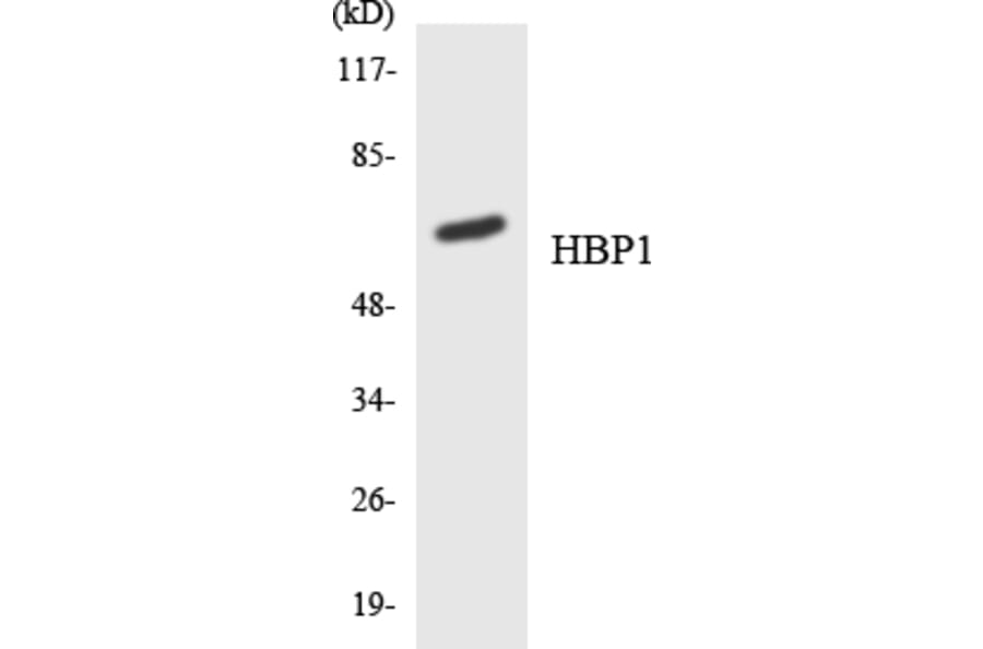 Western Blot - Anti-HBP1 Antibody (R12-2866) - Antibodies.com