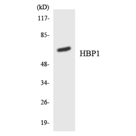 Western Blot - Anti-HBP1 Antibody (R12-2866) - Antibodies.com
