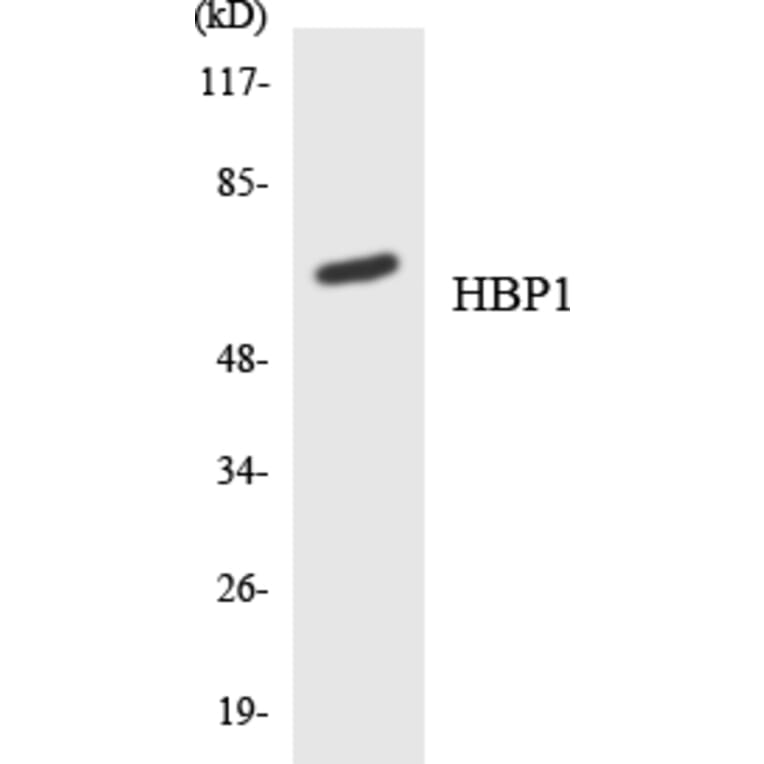 Western Blot - Anti-HBP1 Antibody (R12-2866) - Antibodies.com