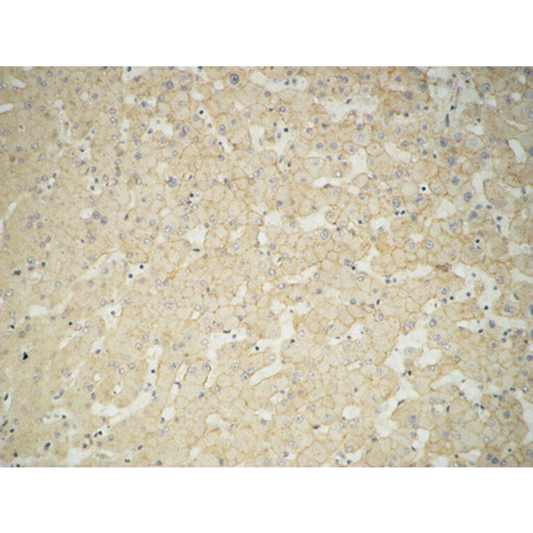 Immunohistochemistry - Anti-GUSB Antibody (C14735) - Antibodies.com