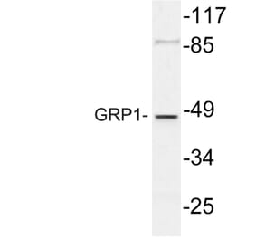 Western Blot - Anti-GRP1 Antibody (R12-2173) - Antibodies.com