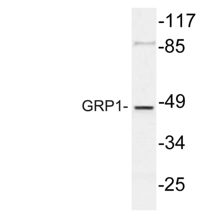 Western Blot - Anti-GRP1 Antibody (R12-2173) - Antibodies.com