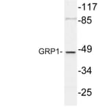 Western Blot - Anti-GRP1 Antibody (R12-2173) - Antibodies.com