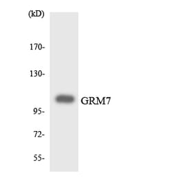 Western Blot - Anti-GRM7 Antibody (R12-2860) - Antibodies.com