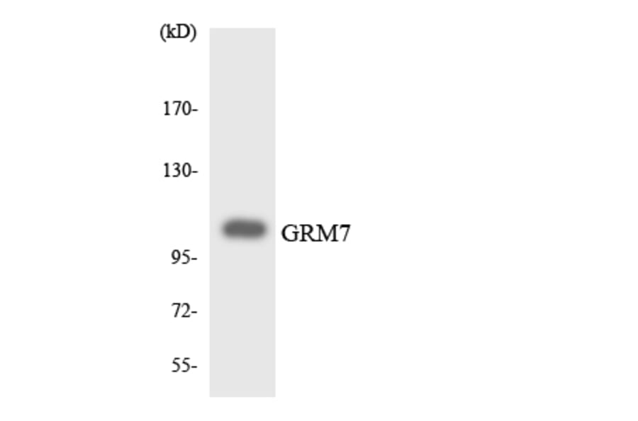Western Blot - Anti-GRM7 Antibody (R12-2860) - Antibodies.com
