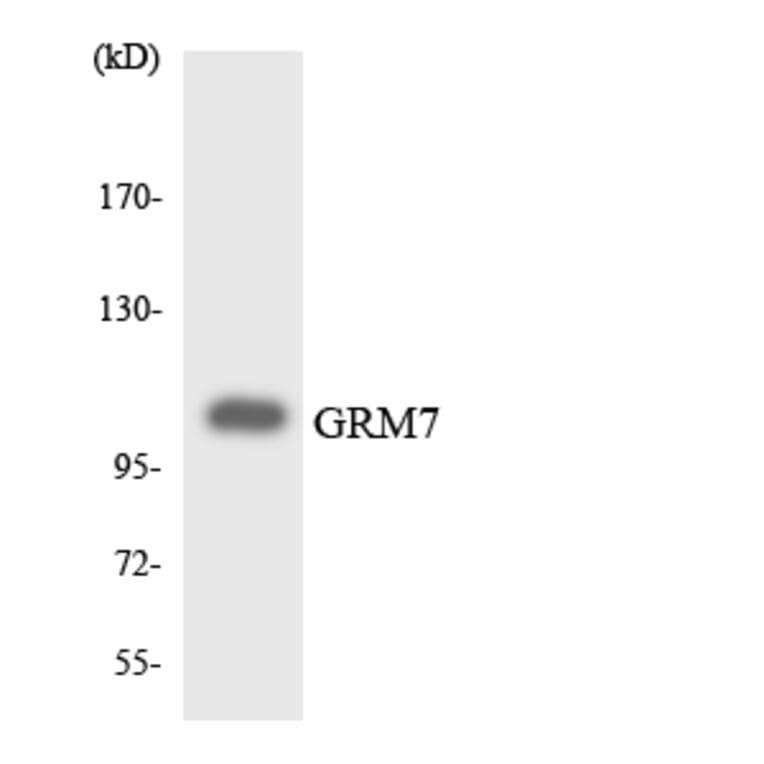 Western Blot - Anti-GRM7 Antibody (R12-2860) - Antibodies.com