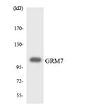 Western Blot - Anti-GRM7 Antibody (R12-2860) - Antibodies.com