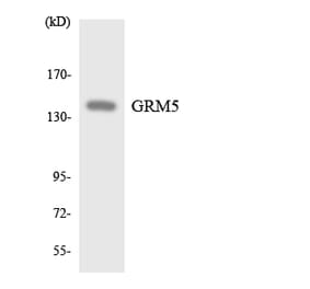 Western Blot - Anti-GRM5 Antibody (R12-2859) - Antibodies.com