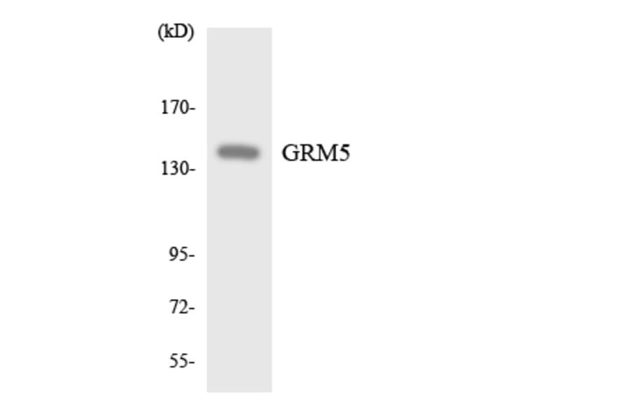 Western Blot - Anti-GRM5 Antibody (R12-2859) - Antibodies.com