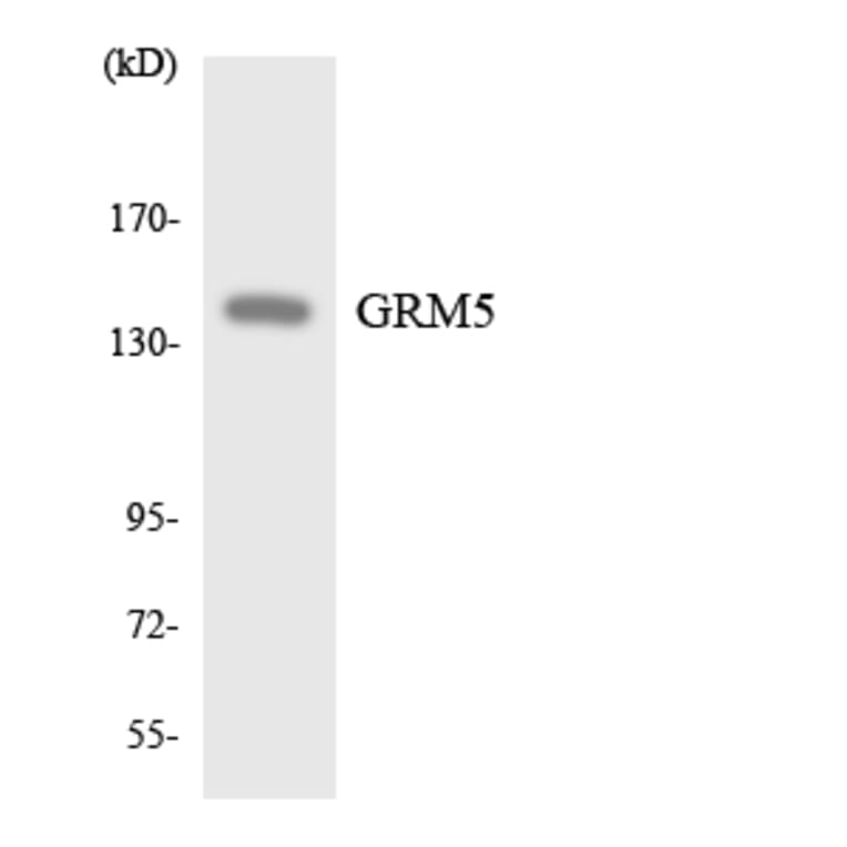 Western Blot - Anti-GRM5 Antibody (R12-2859) - Antibodies.com