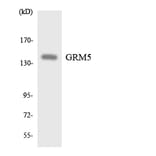 Western Blot - Anti-GRM5 Antibody (R12-2859) - Antibodies.com