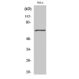 Western Blot - Anti-GRK5 Antibody (C10545) - Antibodies.com
