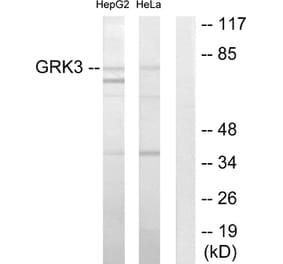 Western Blot - Anti-GRK3 Antibody (C10560) - Antibodies.com