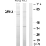 Western Blot - Anti-GRK3 Antibody (C10560) - Antibodies.com