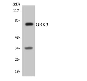 Western Blot - Anti-GRK3 Antibody (R12-2858) - Antibodies.com