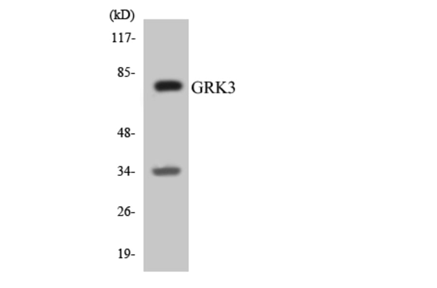 Western Blot - Anti-GRK3 Antibody (R12-2858) - Antibodies.com