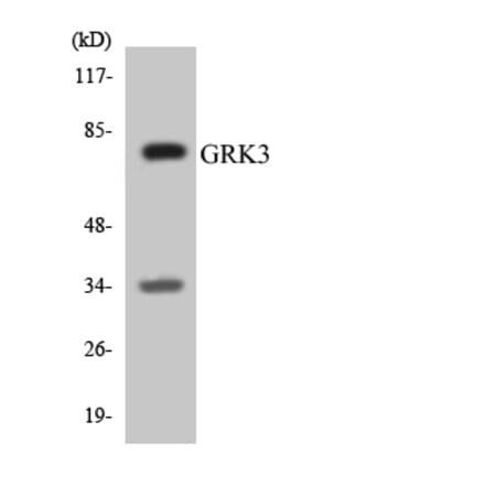 Western Blot - Anti-GRK3 Antibody (R12-2858) - Antibodies.com