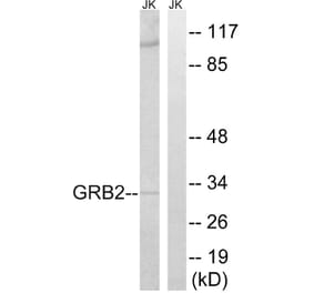 Western Blot - Anti-GRB2 Antibody (C15972) - Antibodies.com