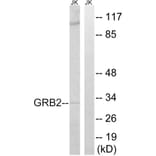 Western Blot - Anti-GRB2 Antibody (C15972) - Antibodies.com