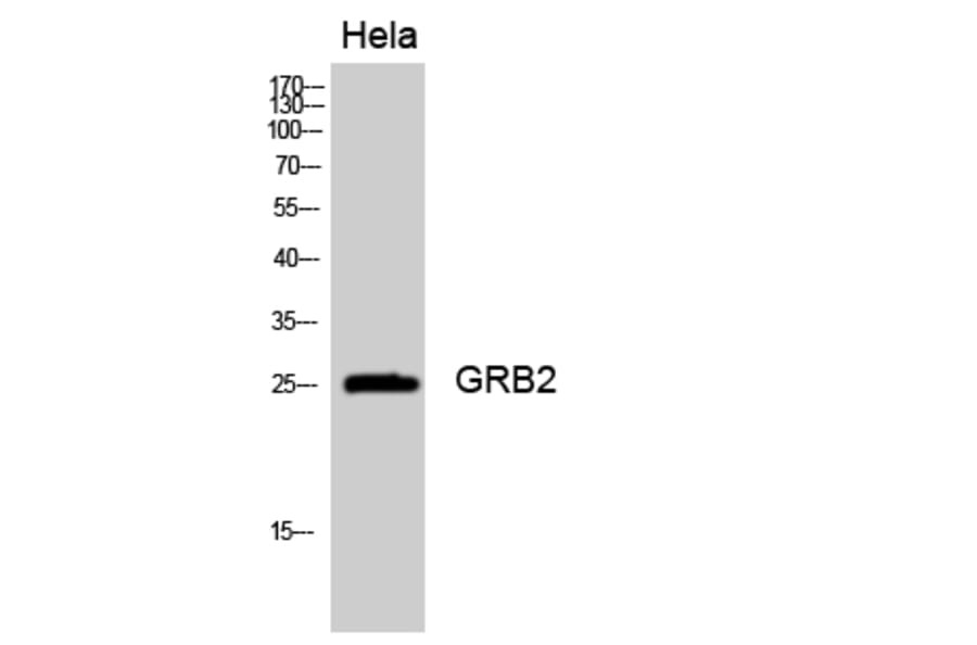 Western Blot - Anti-GRB2 Antibody (C15972) - Antibodies.com