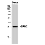 Western Blot - Anti-GRB2 Antibody (C15972) - Antibodies.com