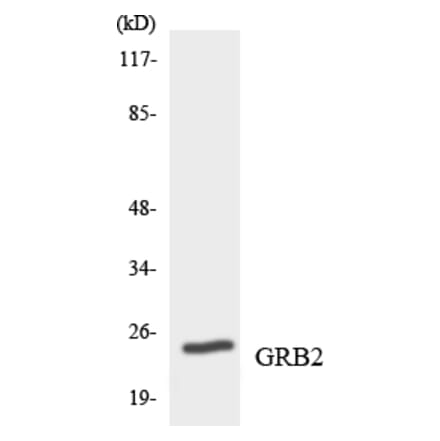 Western Blot - Anti-GRB2 Antibody (R12-2854) - Antibodies.com