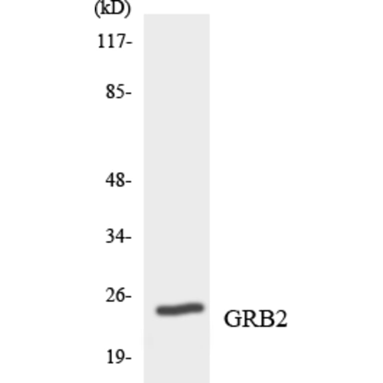 Western Blot - Anti-GRB2 Antibody (R12-2854) - Antibodies.com