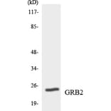 Western Blot - Anti-GRB2 Antibody (R12-2854) - Antibodies.com