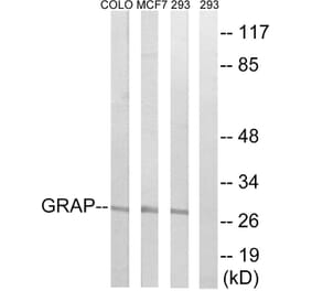 Western Blot - Anti-GRAP Antibody (C15967) - Antibodies.com