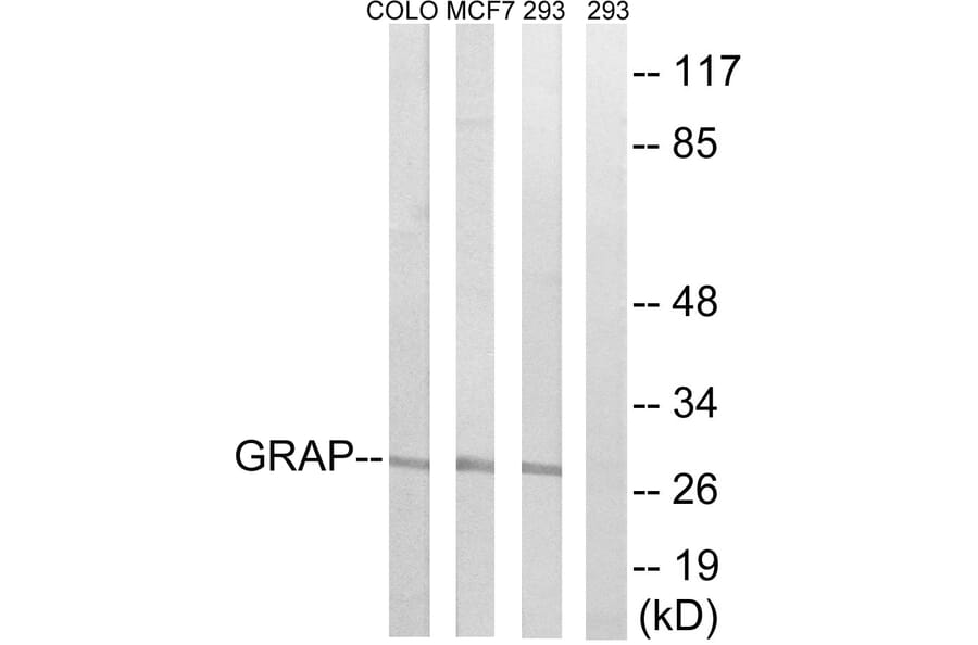 Western Blot - Anti-GRAP Antibody (C15967) - Antibodies.com