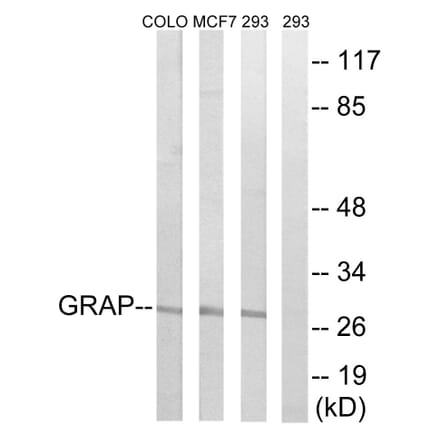 Western Blot - Anti-GRAP Antibody (C15967) - Antibodies.com