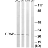 Western Blot - Anti-GRAP Antibody (C15967) - Antibodies.com