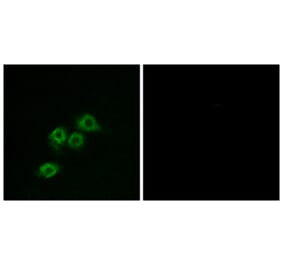 Immunofluorescence - Anti-GPR1 Antibody (G322) - Antibodies.com